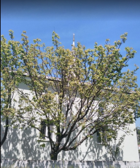 Milas Çamlıca Köyü Resimleri 4