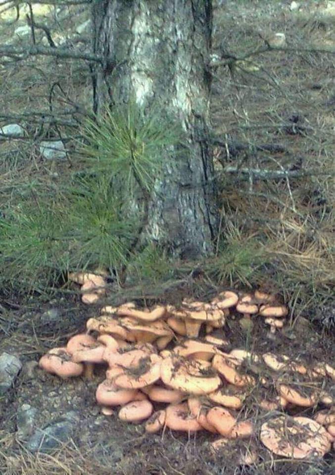 Milas Çamovalı Köyü Resimleri 1