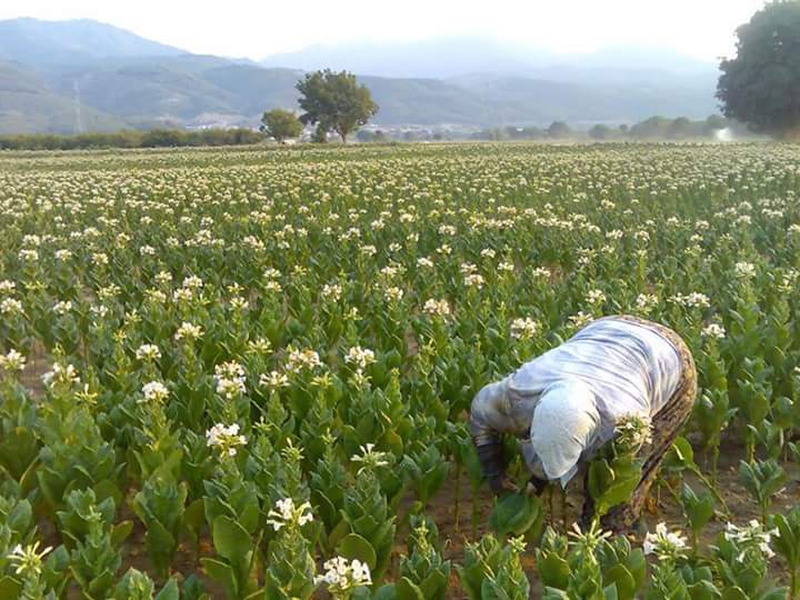 Milas Çamovalı Köyü Resimleri 2