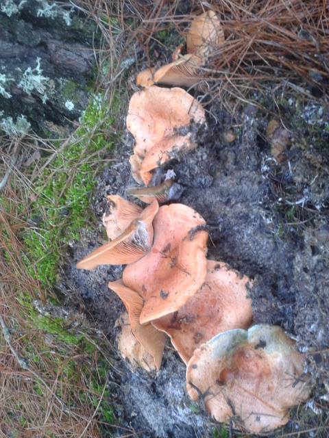 Milas Çukurköy Köyü Resimleri 3