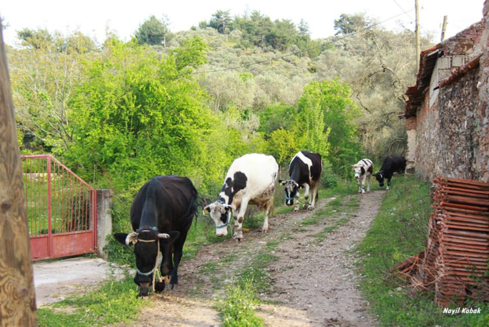Milas Eğridere Köyü Resimleri 7