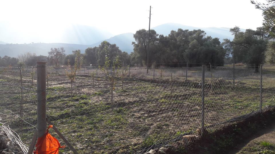 Milas Ekindere Köyü Resimleri 5