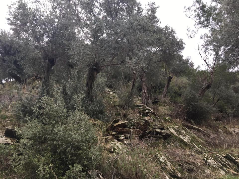 Milas Etrenli Köyü Resimleri 5