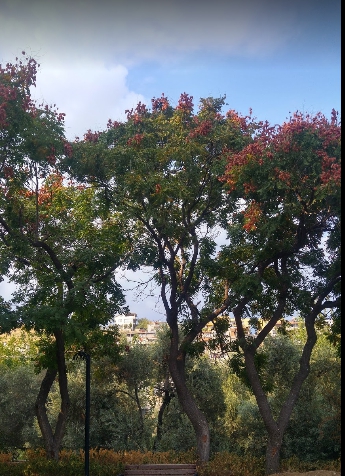 Milas Gümüşlük Köyü Resimleri 6