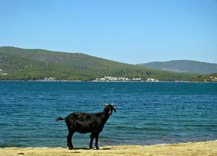 Milas Gürçamlar Köyü Resimleri 1