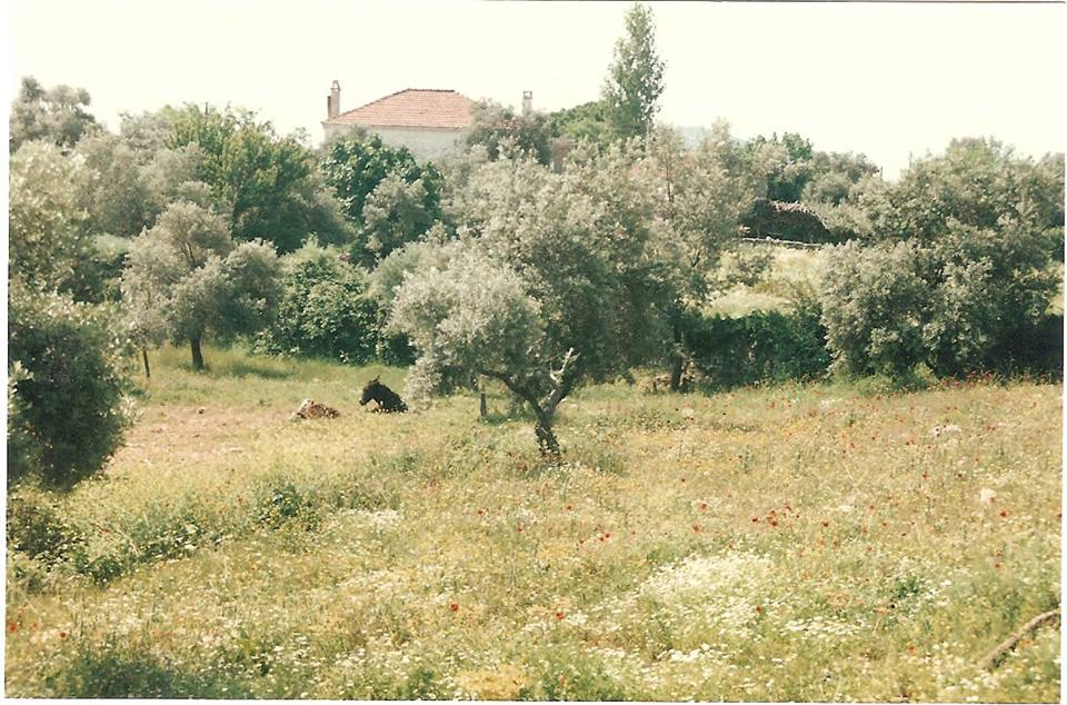 Milas Hüsamlar Köyü Resimleri 6