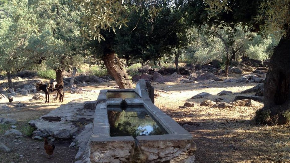 Milas Kalınağıl Köyü Resimleri 10