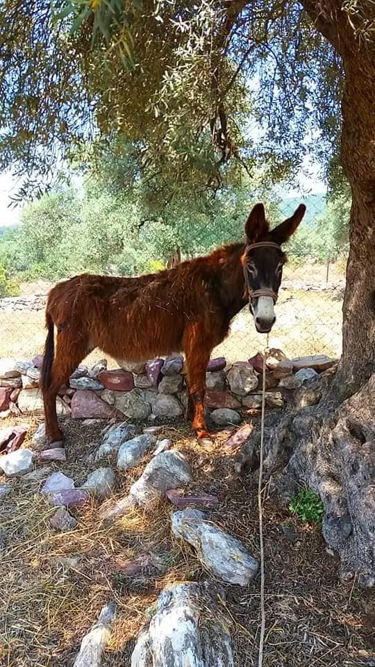 Milas Kalınağıl Köyü Resimleri 9