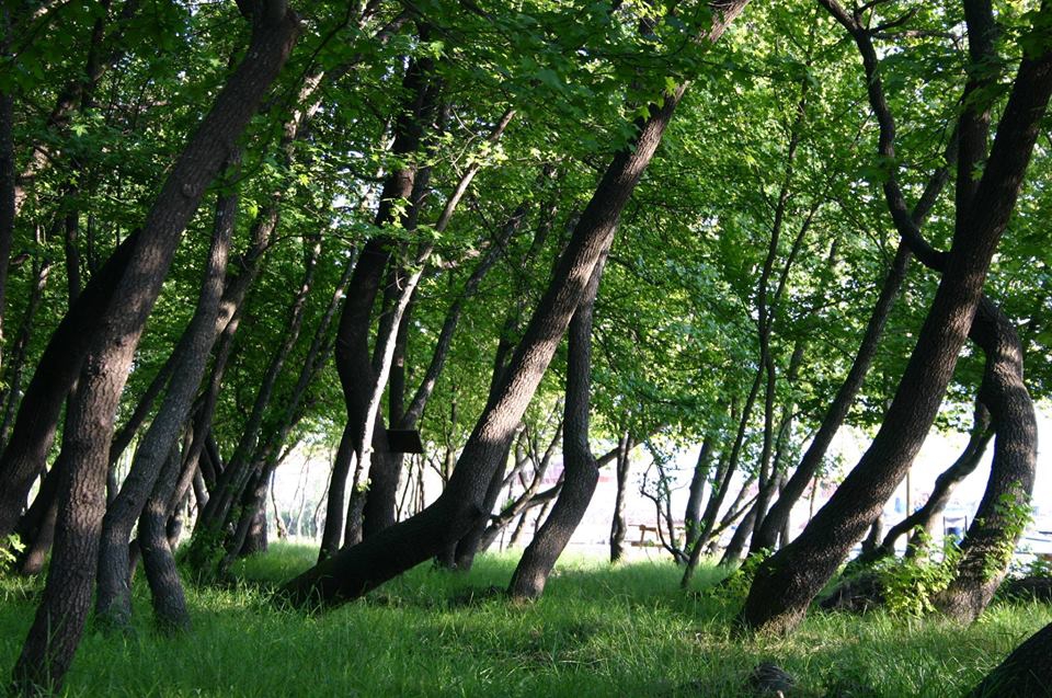 Milas Kandak Köyü Resimleri 1