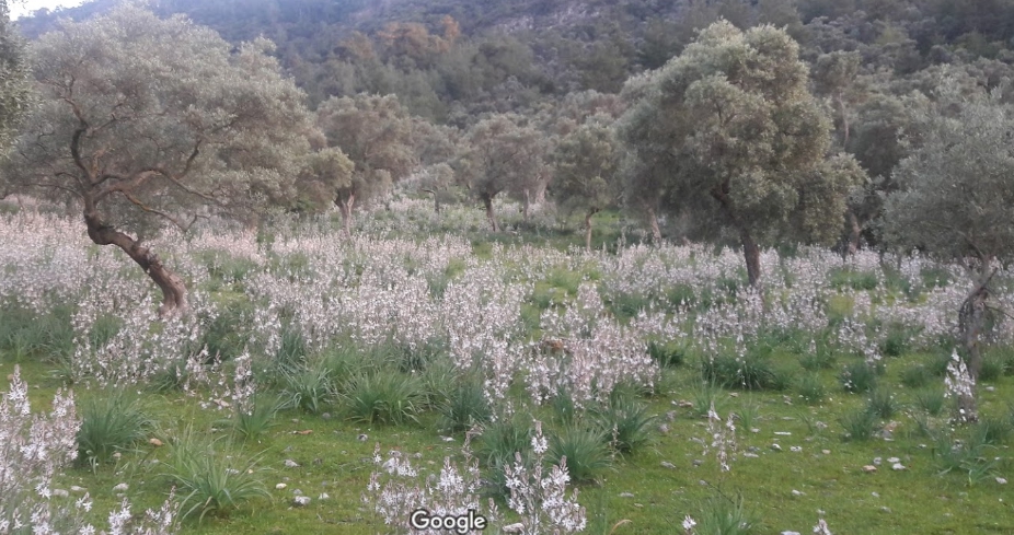 Milas Karakuyu Köyü Resimleri 7