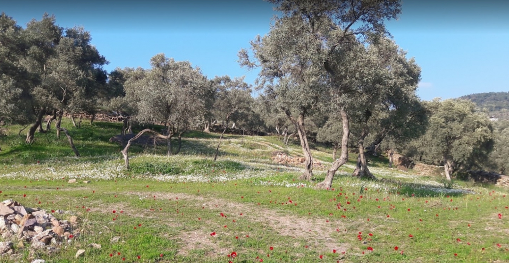 Milas Karapınar Köyü Resimleri 1