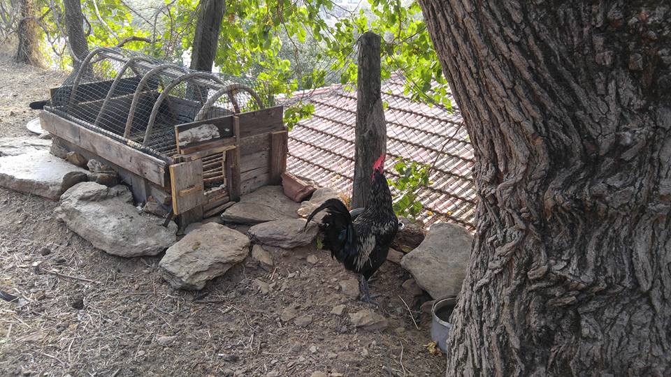 Milas Kayabükü  Köyü Resimleri 12