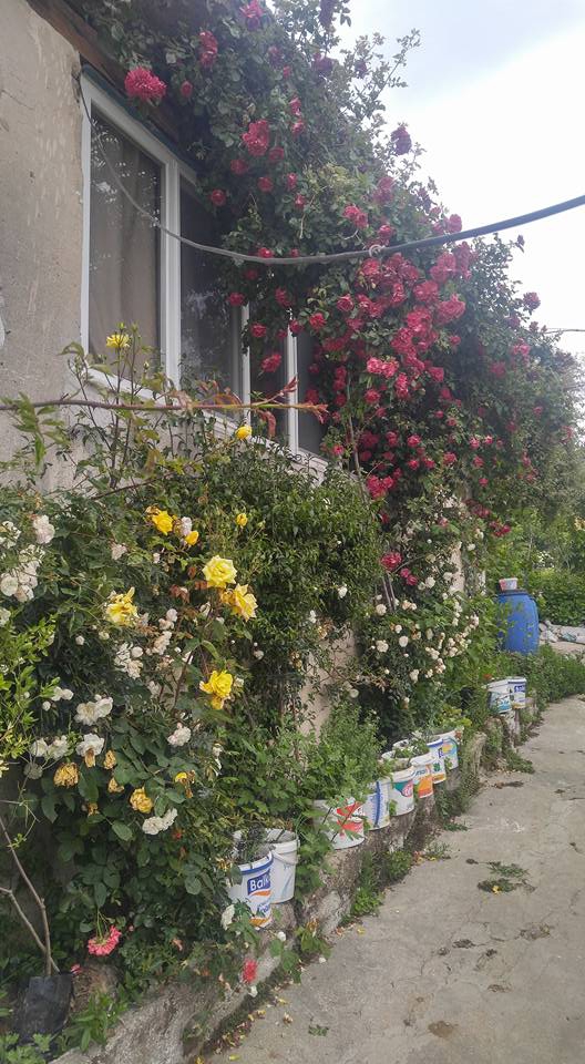 Milas Kayabükü  Köyü Resimleri 2