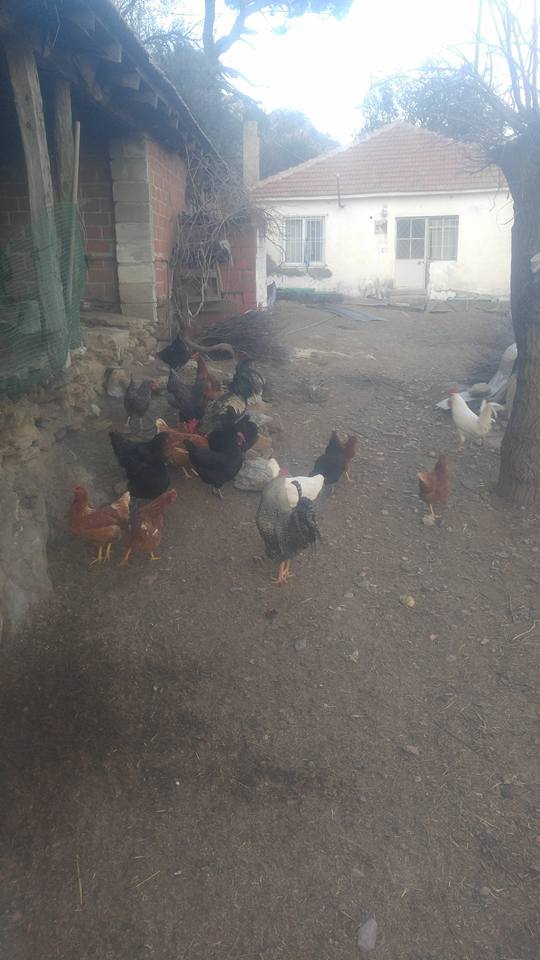 Milas Kayabükü  Köyü Resimleri 4