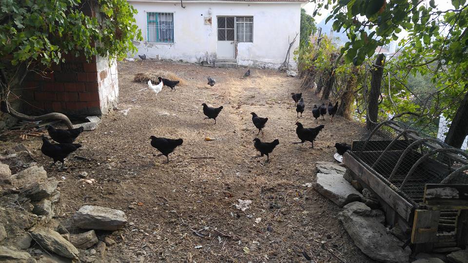 Milas Kayabükü  Köyü Resimleri 5