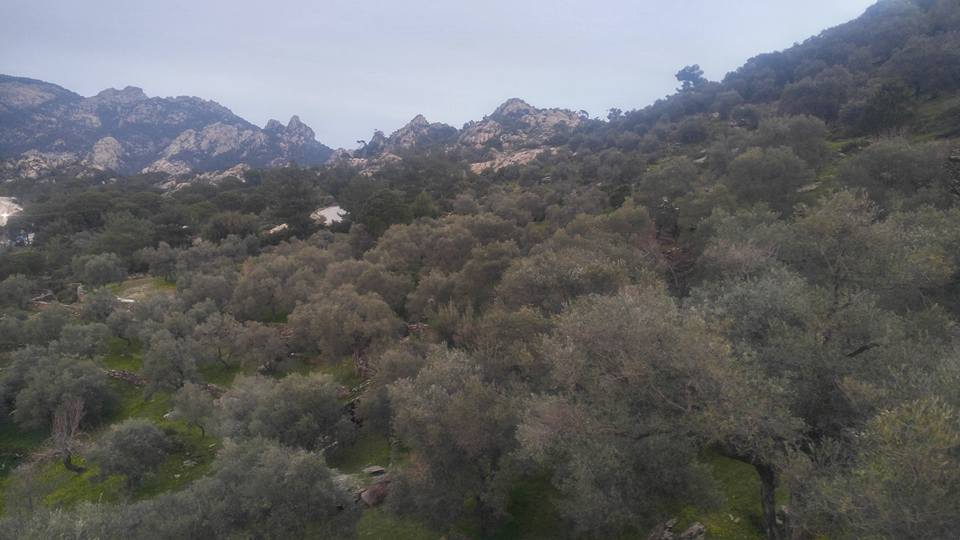 Milas Kayabükü  Köyü Resimleri 6