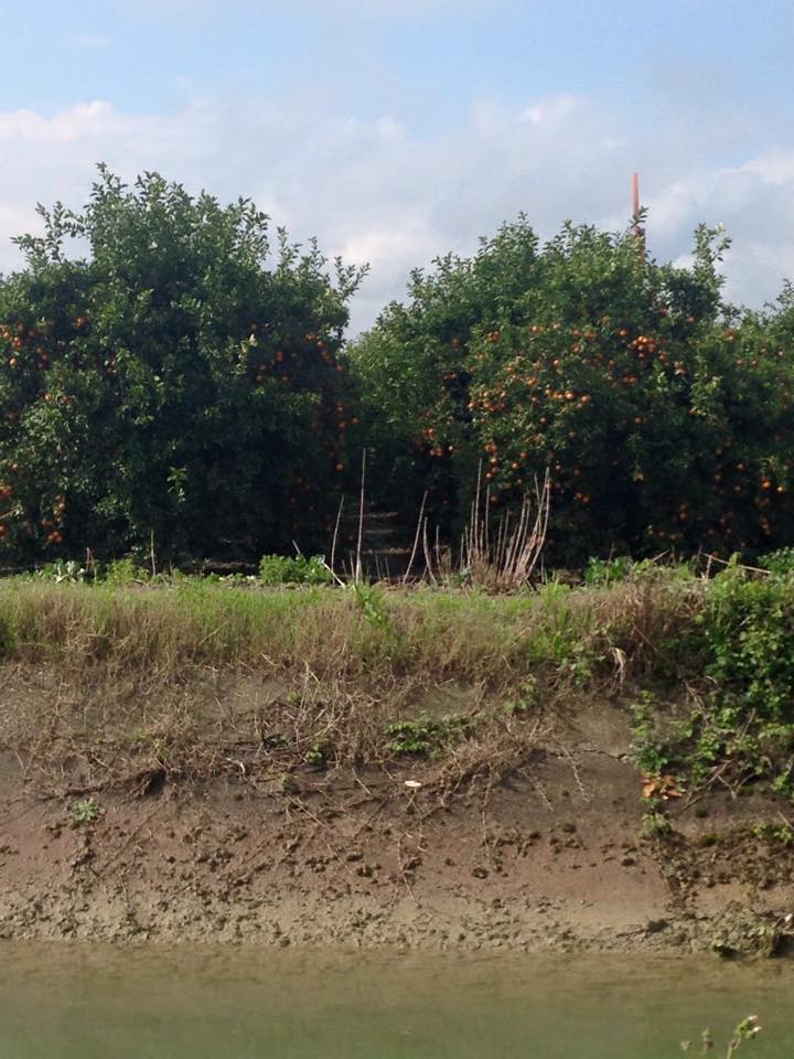 Adana Yüreğir Ağzıbüyük Köyü Resimleri 10