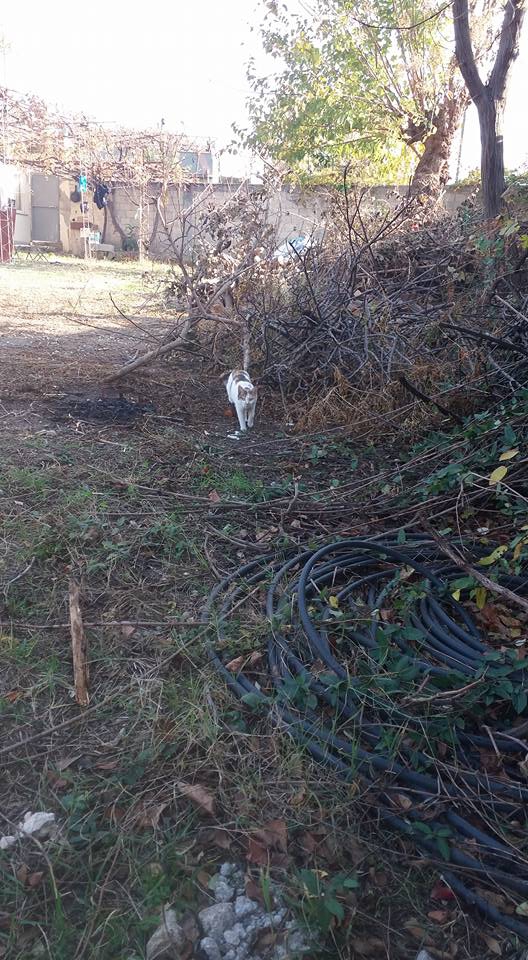 Adana Yüreğir Ağzıbüyük Köyü Resimleri 3