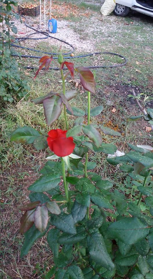 Adana Yüreğir Ağzıbüyük Köyü Resimleri 5