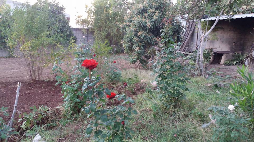 Adana Yüreğir Ağzıbüyük Köyü Resimleri 6