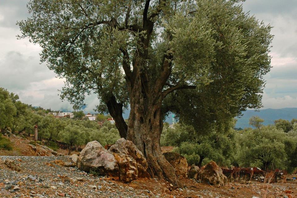 Milas Kazıklı Köyü Resimleri 1