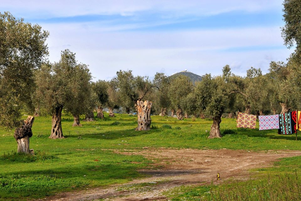 Milas Koruköy Resimleri 2