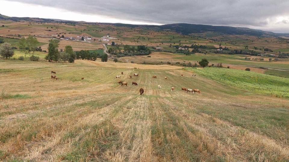 Havza Ağcamahmut Köyü Resimleri 8