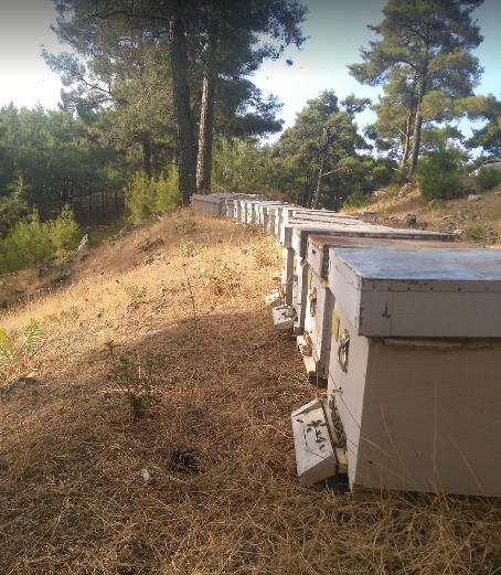 Milas Pınarköy Köyü Resimleri 1