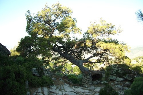 Milas Sarıkaya Köyü Resimleri 6