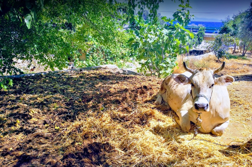 Milas Türkevleri Köyü Resimleri 6