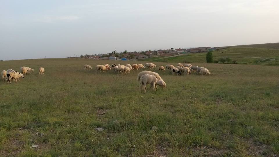 Altınekin Ayışığı Köyü Resimleri 2