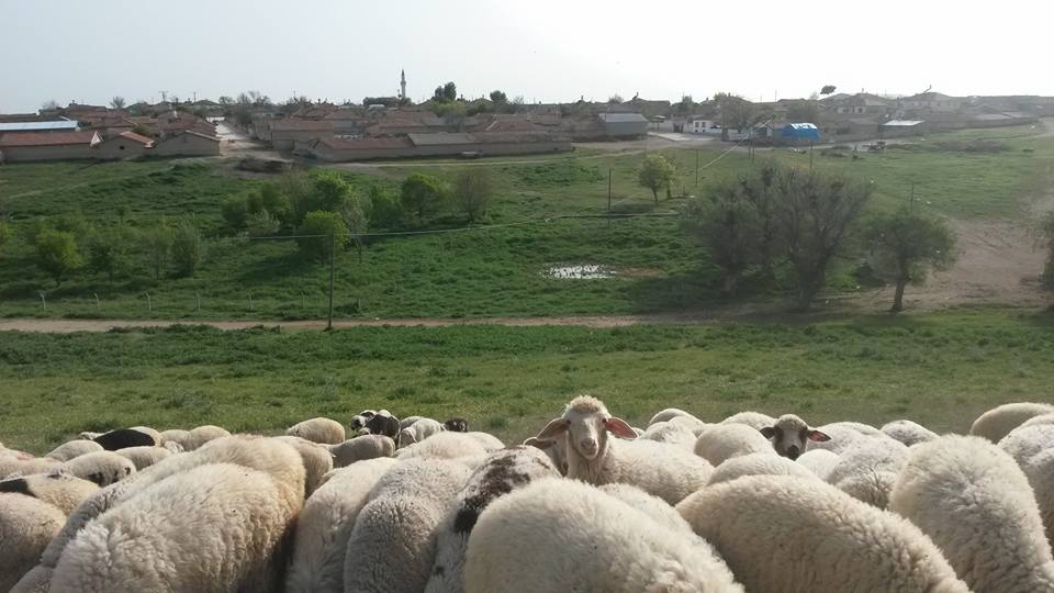 Altınekin Ayışığı Köyü Resimleri 4