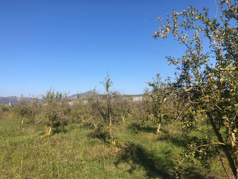 Ortaca Arıkbaşı Köyü Resimleri 1