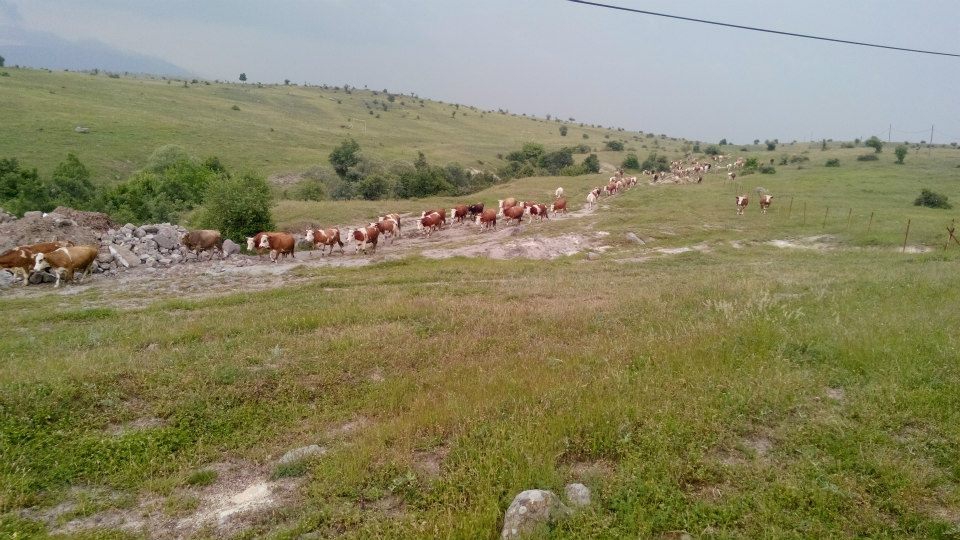 Havza Başpelit Köyü Resimleri 3