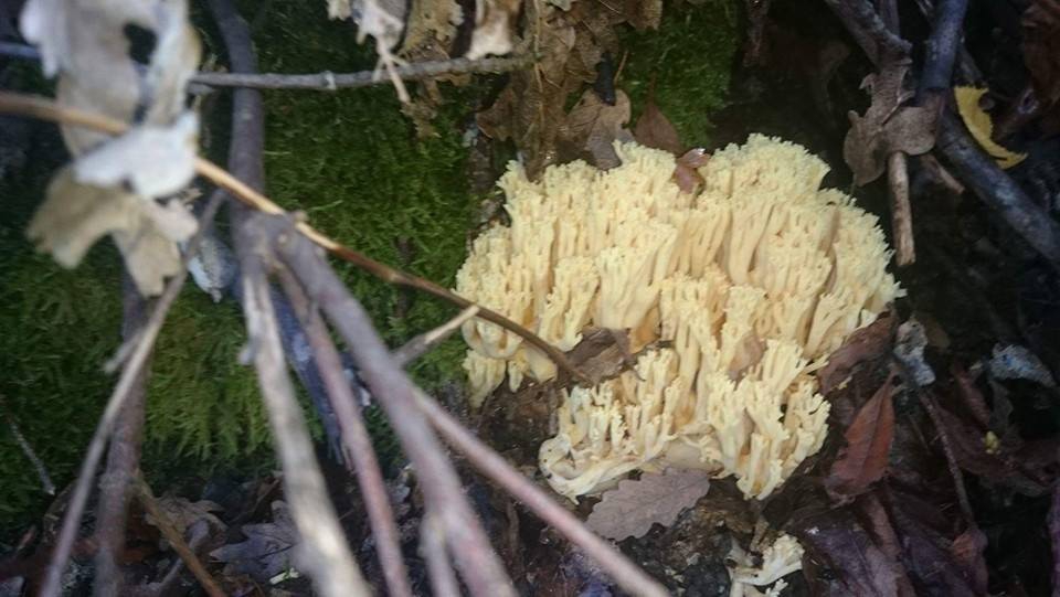 Havza Beyören Köyü Resimleri 6