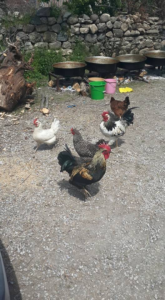 Havza Celil Köyü Resimleri 11