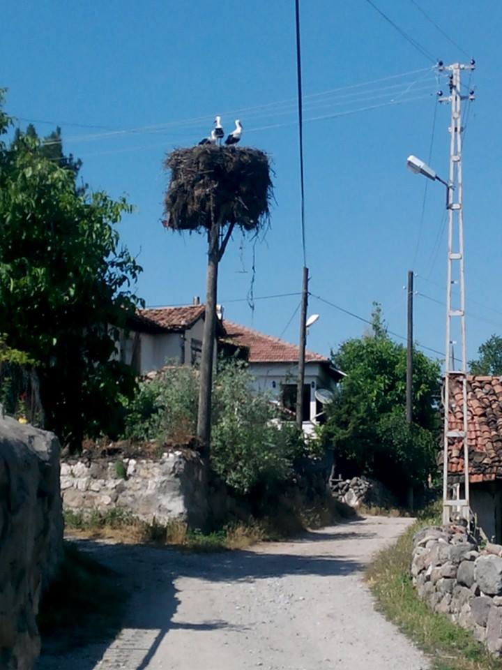 Havza Cevizlik Köyü Resimleri 5