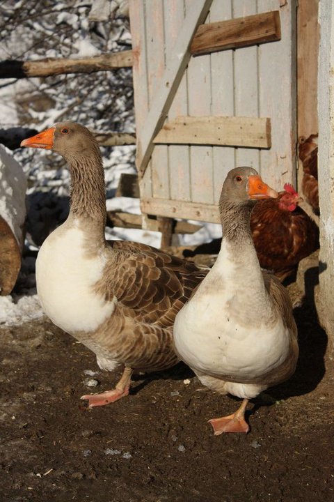 Havza Çakıralan Köyü Resimleri 1