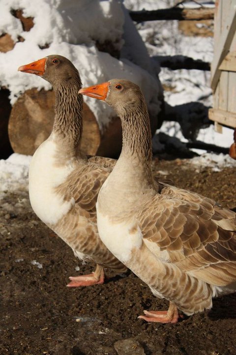 Havza Çakıralan Köyü Resimleri 7