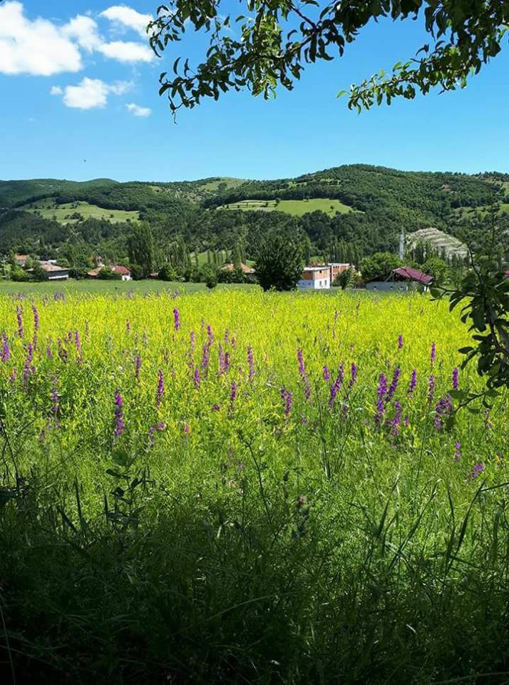 Havza Çamyatağı Köyü Resimleri 2