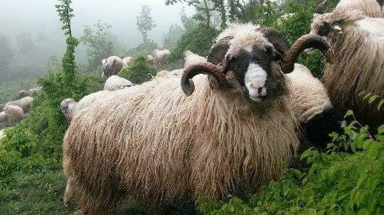 Havza Çelikalan Köyü Resimleri 1