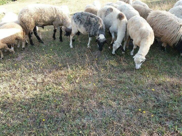 Havza Çelikalan Köyü Resimleri 2