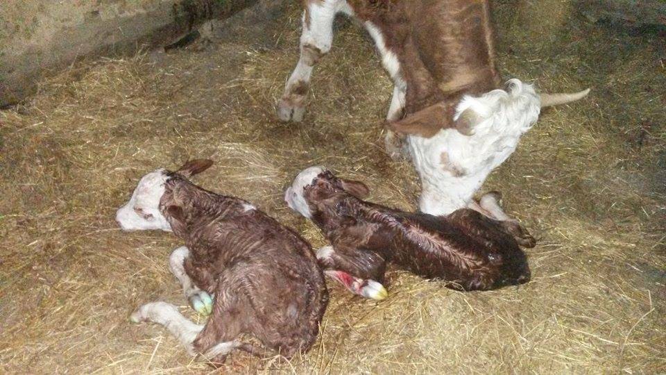 Havza Çelikalan Köyü Resimleri 3