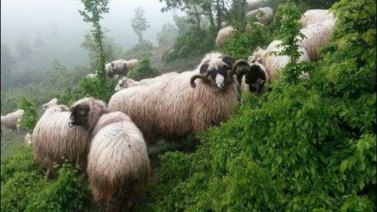 Havza Çelikalan Köyü Resimleri 4