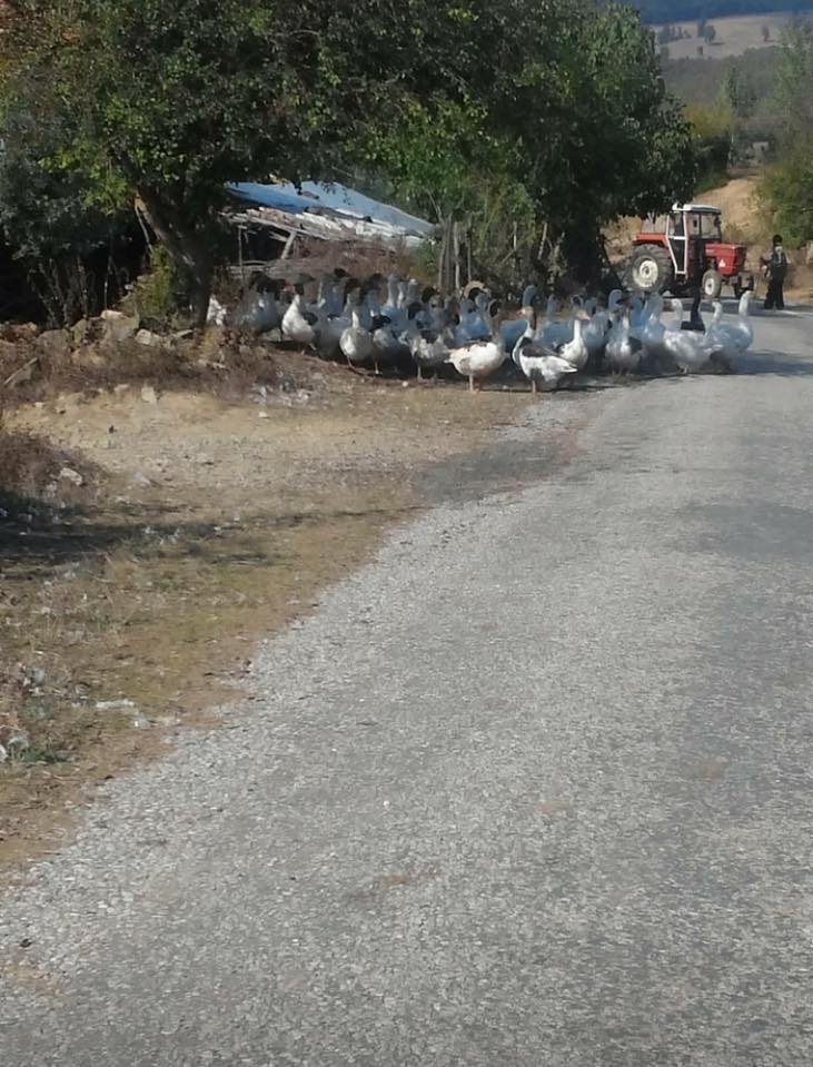 Havza Çelikalan Köyü Resimleri 8