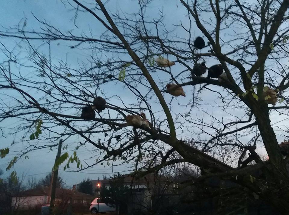 Havsa Necatiye Köyü Resimleri 8