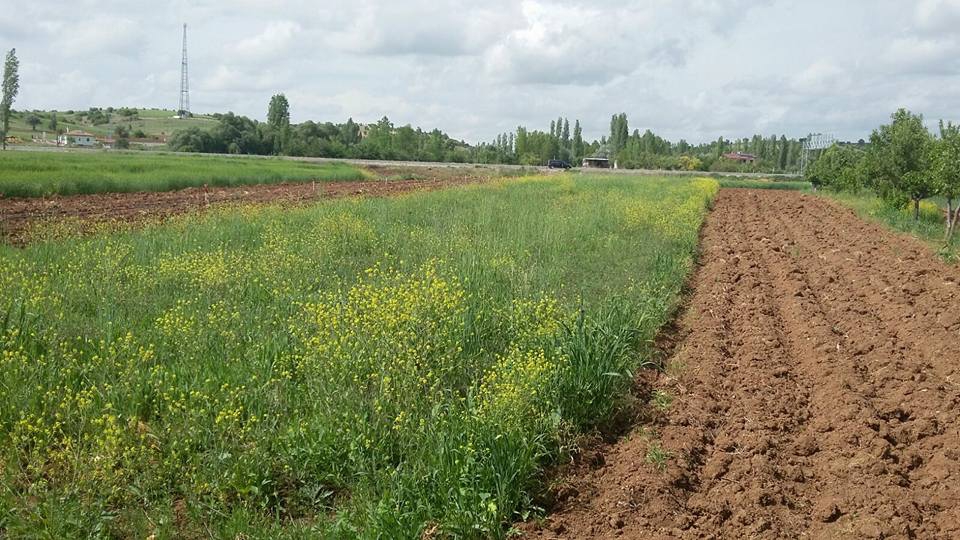 Beyşehir Yunuslar Köyü Resimleri 2