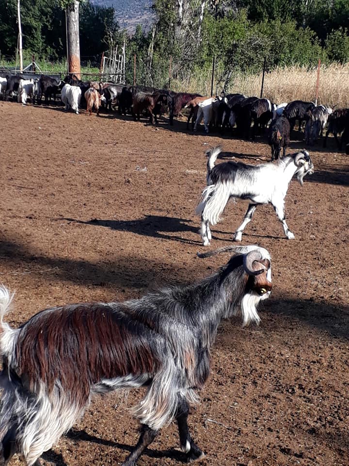 Seydikemer Doğanlar Köyü Resimleri 11