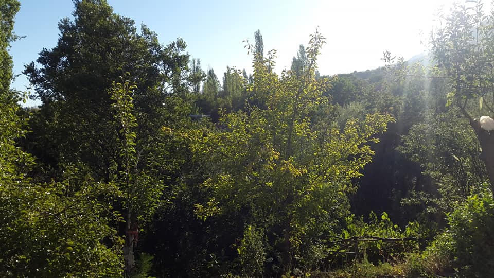 Seydikemer Doğanlar Köyü Resimleri 2