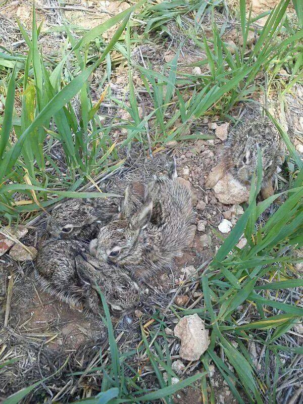 Seydikemer Kayacık Köyü Resimleri 2